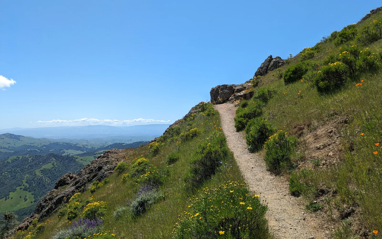 Mount Diablo with wildflowers in the foreground, green slopes against a clear sky